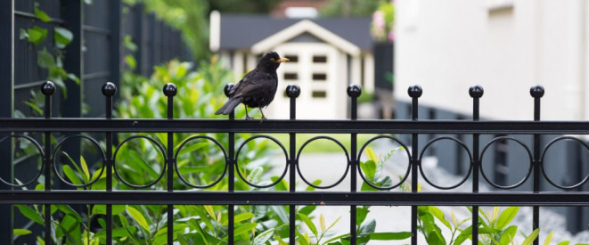 Einfriedungspflicht für Grundstücksgrenzen: Wer baut den Zaun? Ein schwarzer Metallzaun auf dem eine Amsel sitzt. Im Hintergrund ist eine Einfahrt mit einer Garage zu sehen.