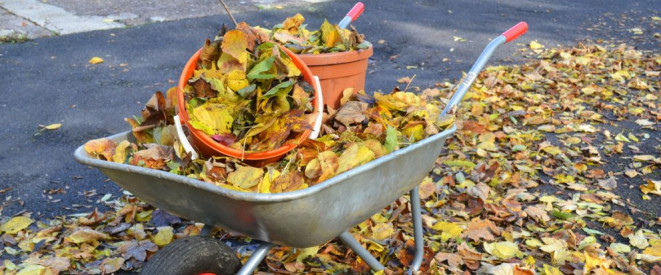 Herbstlaub fegen und entsorgen: Was Sie wissen müssen. In einer Schubkarre, die mit Herbstlaub gefüllt ist, stehen zwei Eimer mit noch mehr Laub.