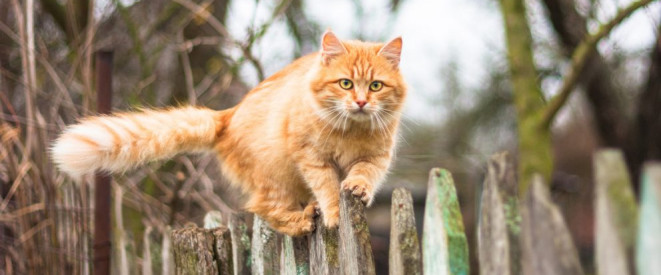 Katzen im Garten: Was Nachbarn dulden müssen