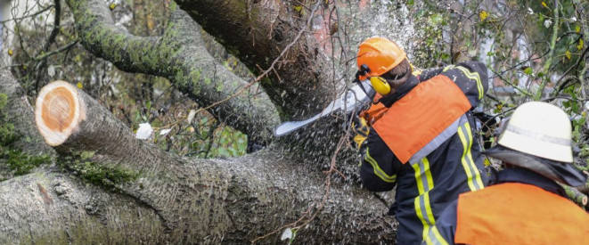 Baum fällt um, Schaden am Auto: Beweislast beim Kläger. Zwei Feuerwehrmänner sägen Äste von einem Baum ab.