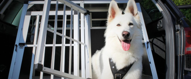 Hund im Auto transportieren: Was Halter wissen sollten. Ein weißer Schäferhund schaut freundlich aus dem vergitterten Kofferraum eines Autos.