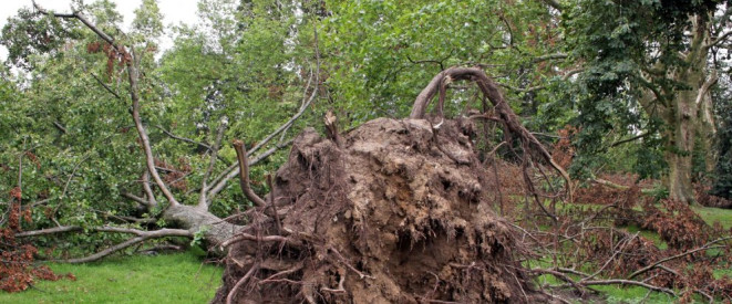 Baumwurzeln auf Nachbargrundstück beschädigt: Wer haftet? Die Wurzel eines großen umgestürzten Baumes.