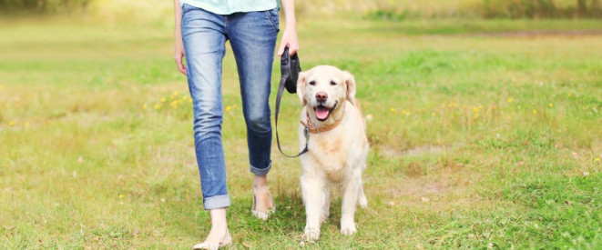 Hundekot entfernen: Was Hundehalter wissen müssen. Ein Golden Retriever wird von einer Frau auf einer Wiese an der Leine geführt.