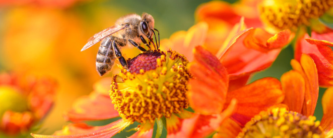 Bienen im Garten halten: Was ist erlaubt?