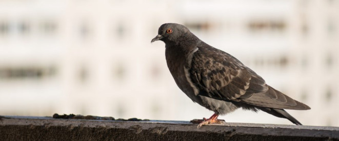 Taube auf Balkon