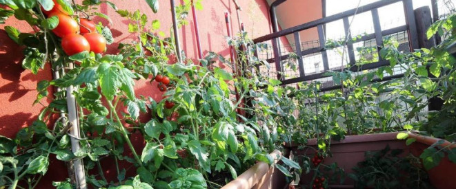 Tomatenpflanzen auf einem Balkon