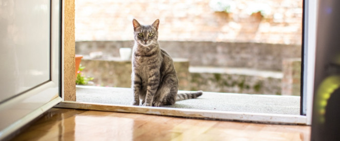 Katze zugelaufen: Das musst du jetzt tun