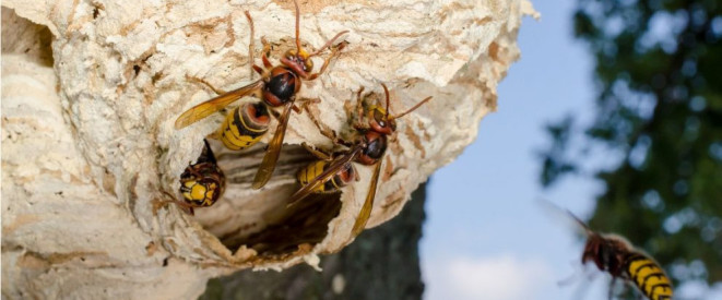 Ein Hornissennest entfernen, ist nur in Ausnahmefällen erlaubt