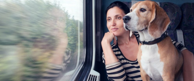 Größere Hunde dürfen nicht kostenlos miteisen.