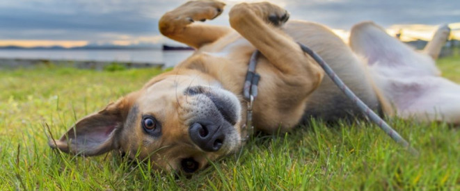 Um Tierquälerei zu melden, reicht ein Anruf beim Veterinäramt