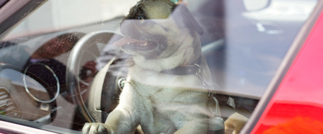 Es passiert immer wieder, dass Halter ihr Hunde im überhitzten Auto warten lassen