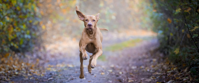 Urteil: Passanten dürfen frei laufenden Hund abwehren