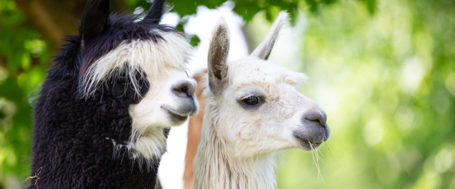 Alpakas als Haustier halten: Darf man das?