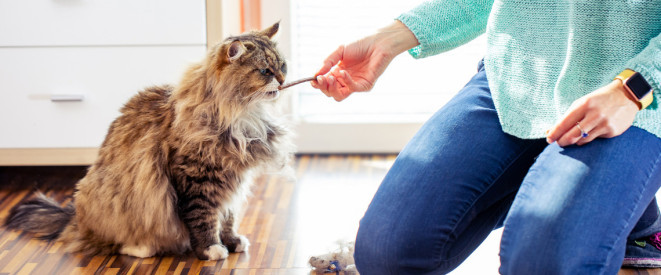 Nachbar füttert meine Katze: Wie ist die Rechtslage?