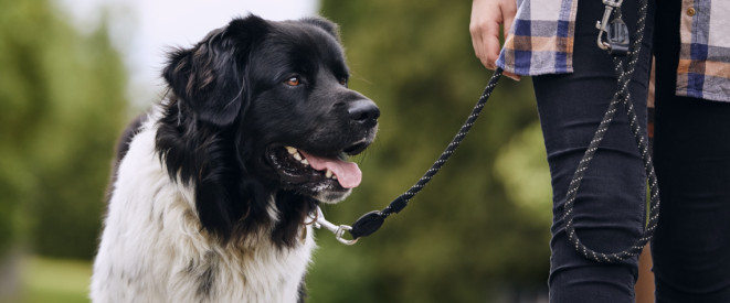 „Gassi-Gesetz” für Hunde: Die Pflichten für Hundehalter