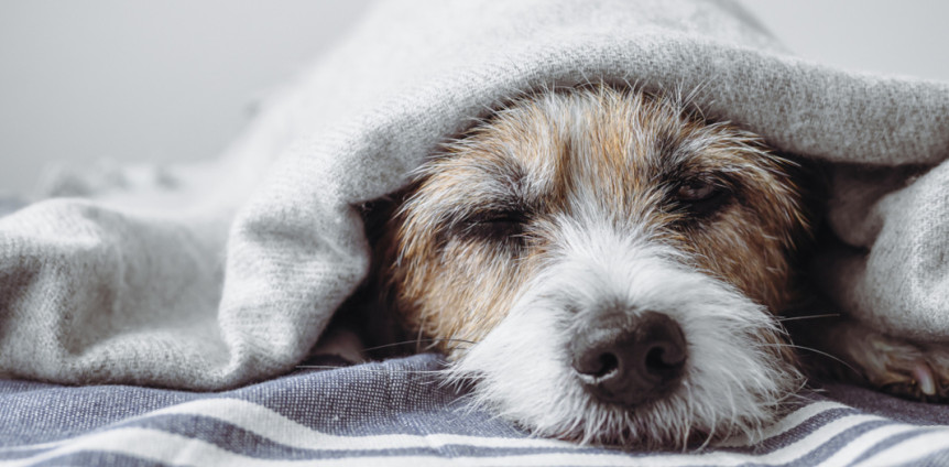 Hund aus dem Ausland mitbringen: Das musst du beachten