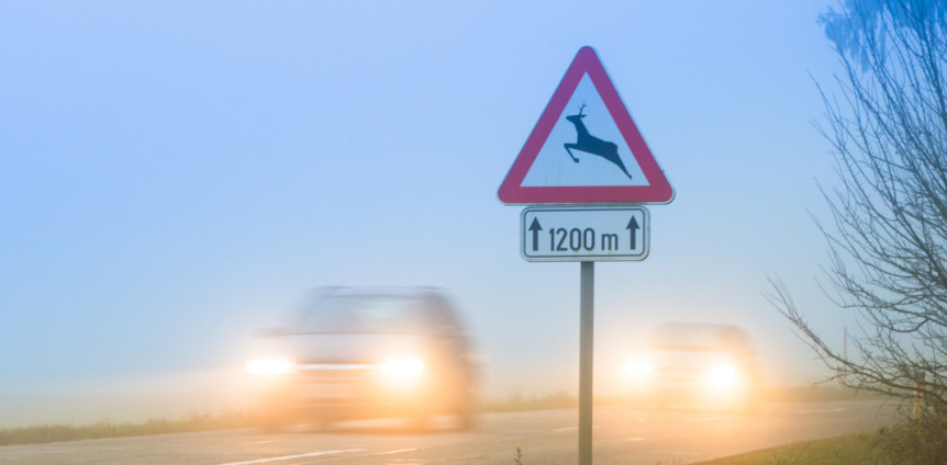 Ein Verkehrsschild, das vor Wildwechsel warnt, entegenkommende Fahrzeuge Ein Verkehrsschild, das vor Wildwechsel warnt, entegenkommende Fahrzeuge