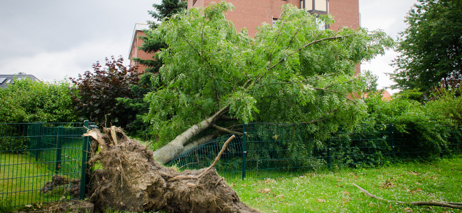 Sturmschäden im Garten