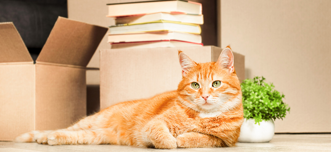 Haustiere in der Mietwohnung – was ist erlaubt?