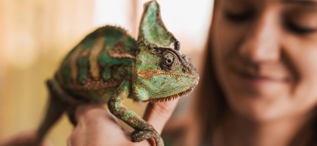 Chameleon sitzt auf einer Hand.