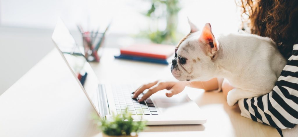 Französische Bulldogge sitzt auf dem Schutz seiner Besitzerin und schaut mit über den Schreibtisch auf den Laptop.