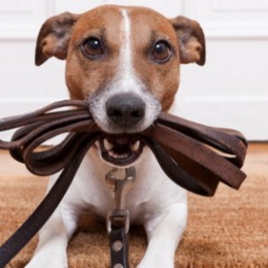 Hund sitzt mit Leine im Mail auf dem Boden und schaut erwartungsvoll in die Kamera.