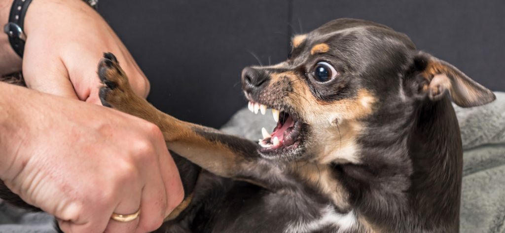 Kleiner Hund reagiert aggressiv auf Hand.