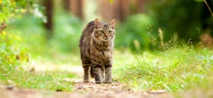 Streunende Katze im Garten