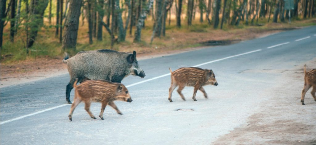 Eine Herde Wildschweine überquert eine Straße