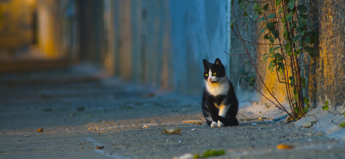 Katze überfahren Rechtliche Konsequenzen