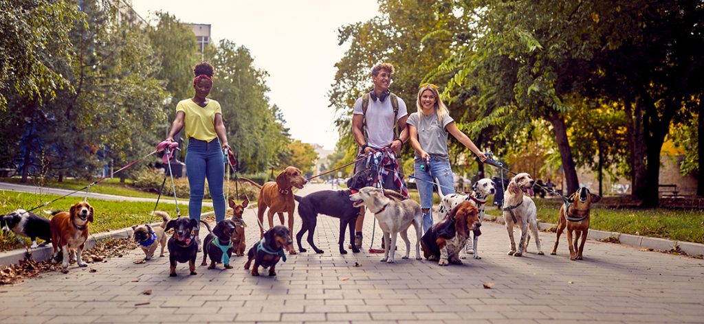 Drei junge Menschen gehen mit einem großen Rudeln an Hunden im Park spazieren.
