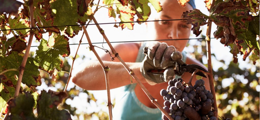 Frau schneidet Trauben aus einem Weinstock