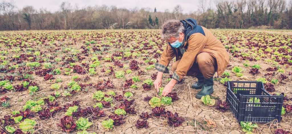 älterer Mann arbeitet auf dem Feld