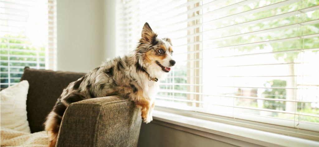Ein Hund steht auf dem Sofa an der Rückenlehne und schaut aus dem Fenster.