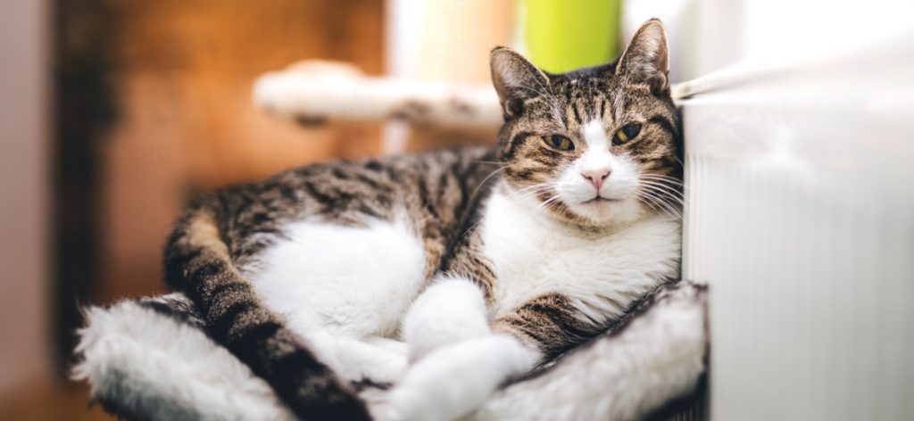 Katze in Korb lehnt sich an Heizung