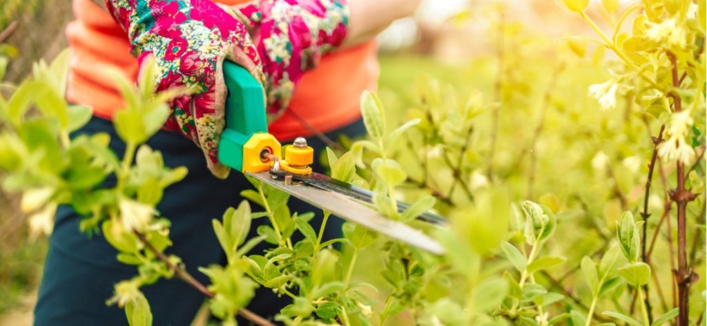 Person mit Gartenschere bearbeitet einen Strauch im Garten