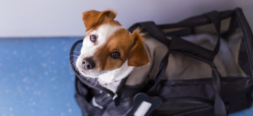cute small dog in his travel cage ready to get on board the airplane at the airport. Pet in cabin. Traveling with dogs concept