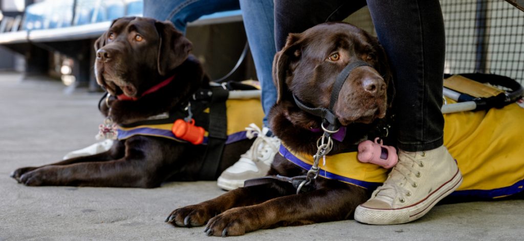 Blind friends travel by train with their guide dogs in Buenos Aires