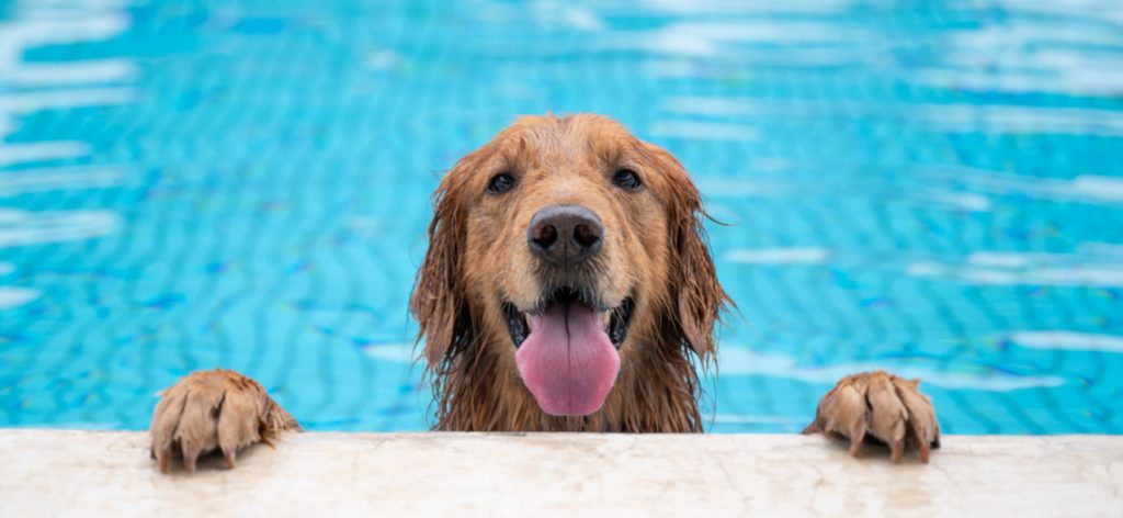 Nasser Hund schaut aus dem Pool heraus mit den Pfoten auf dem Beckenrand